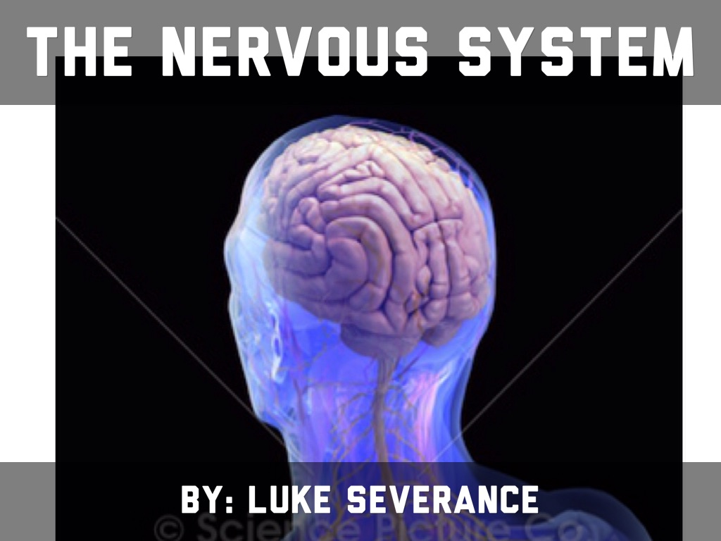 Nervous System