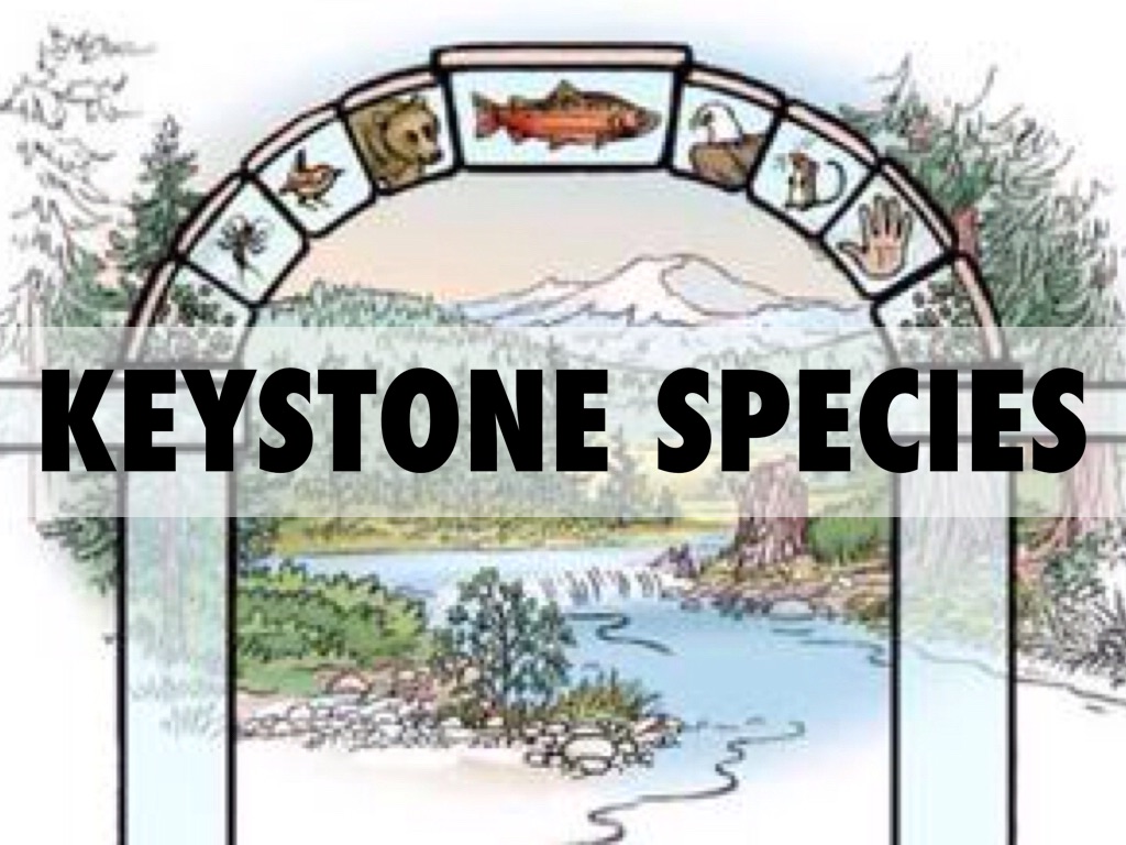 What is a Keystone Species?