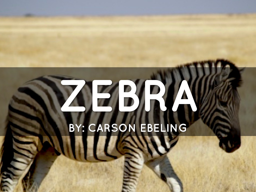 Zebra