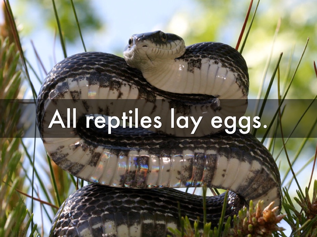 Reptiles by Nathaniel Valenzuela