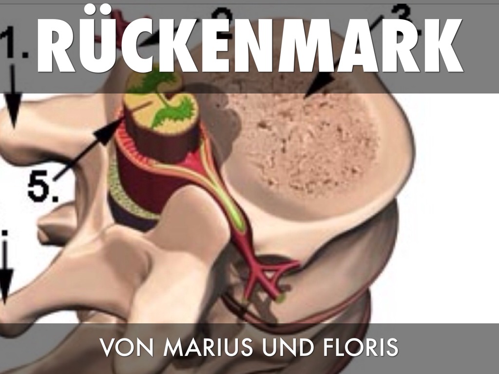 Rückenmark