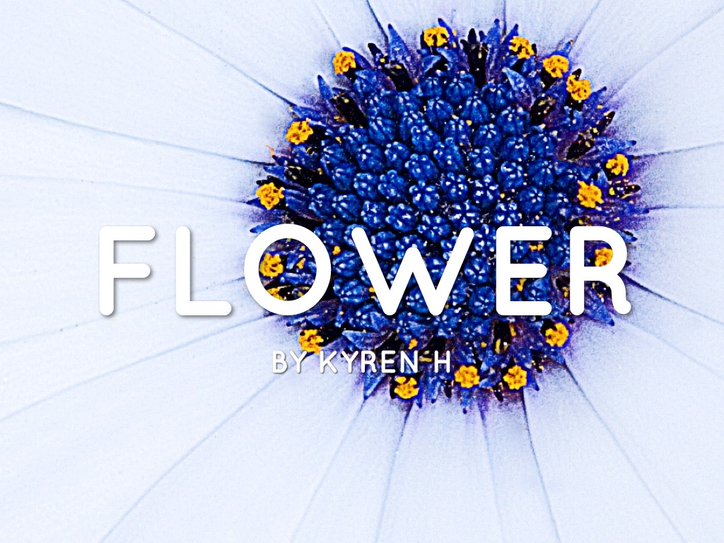 Flower.    Kyren