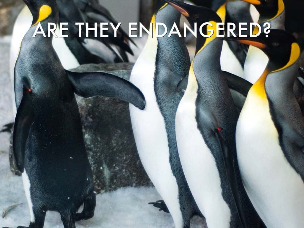 Penguin by garred.hlavaty