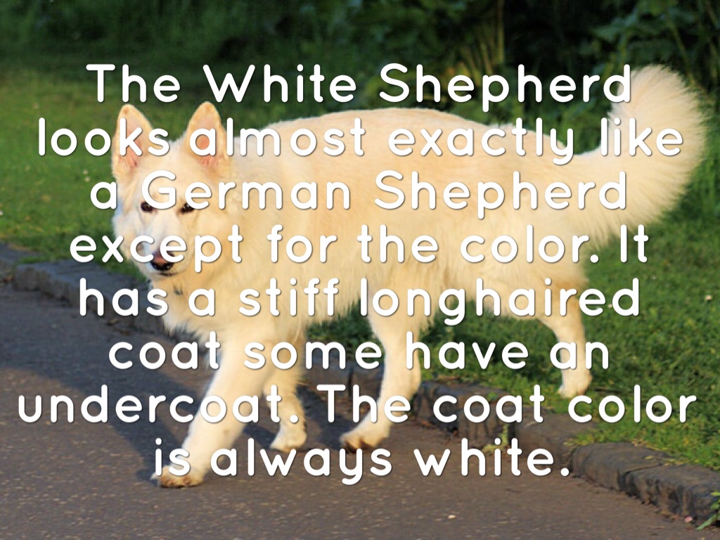 German Shepherds By Dylan N
