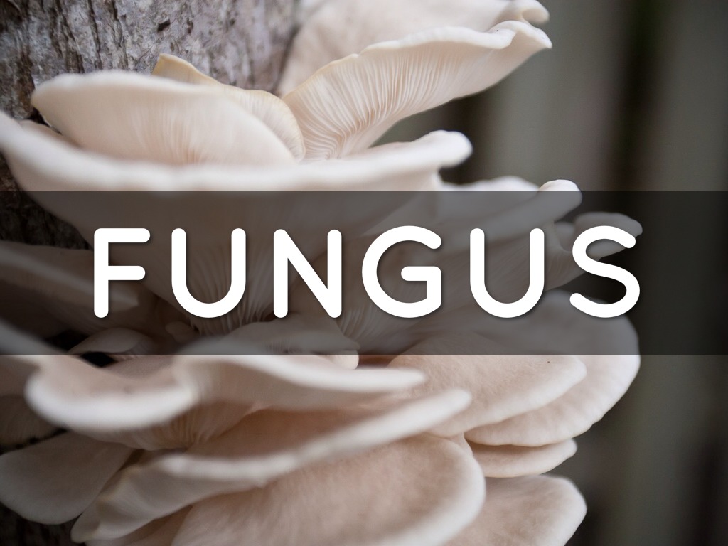 Fungi