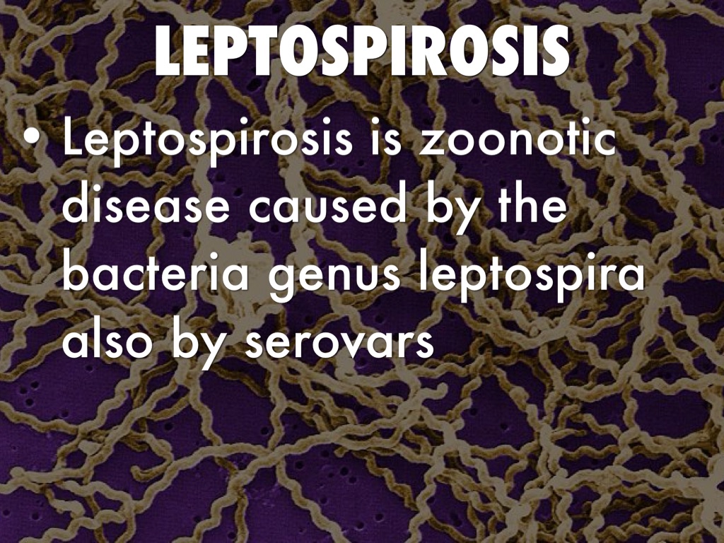 Leptospirosis 