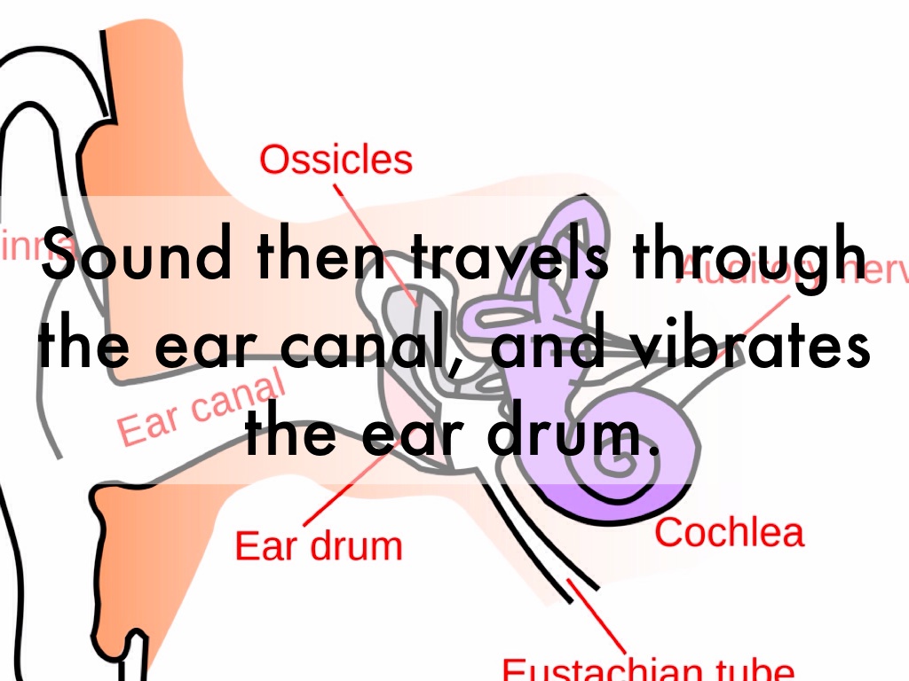 Journey Through The Ear by kknobloch19