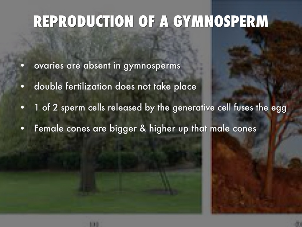 Biologyangio/gymnosperm by Raegan Price