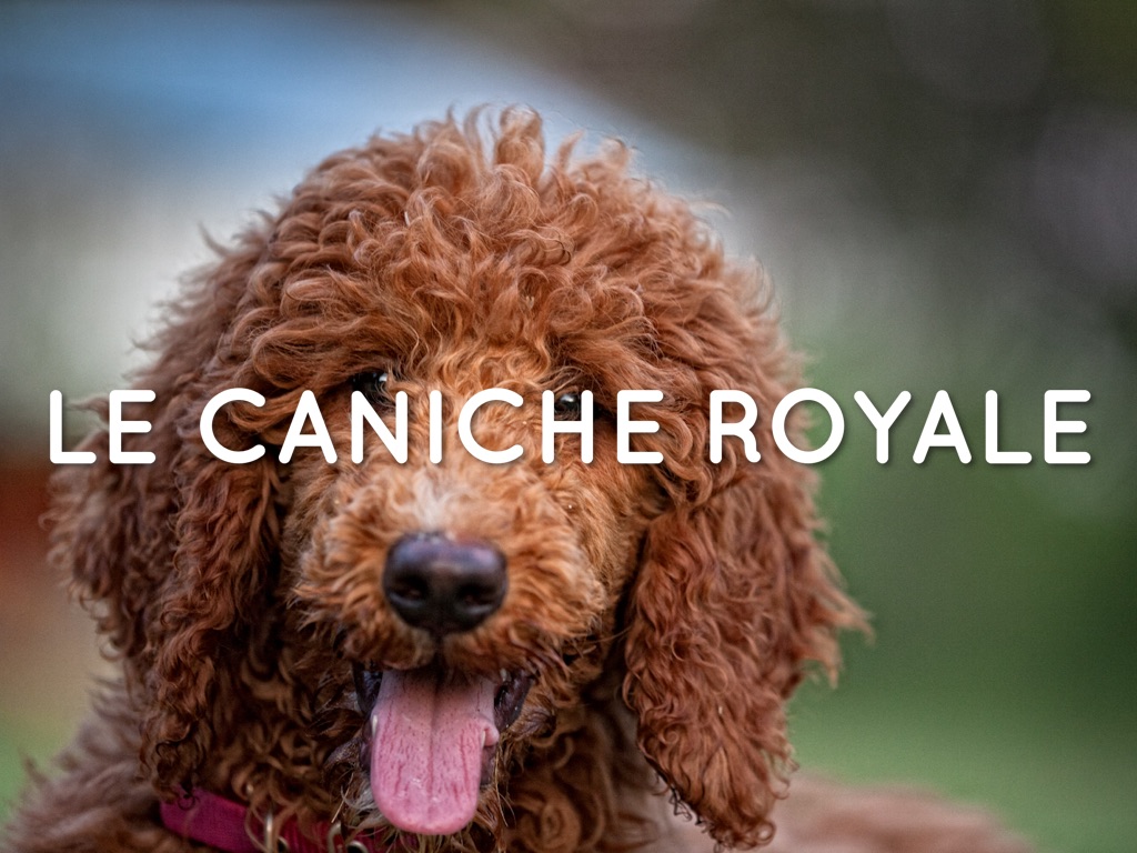 Mon Premier Haïku Deck 