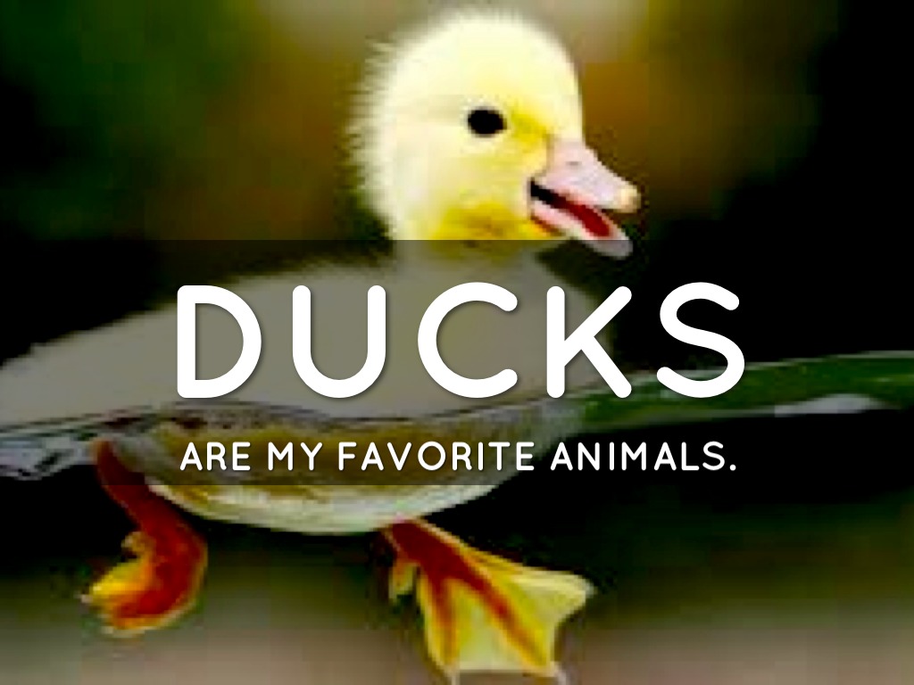 Favorite Animal