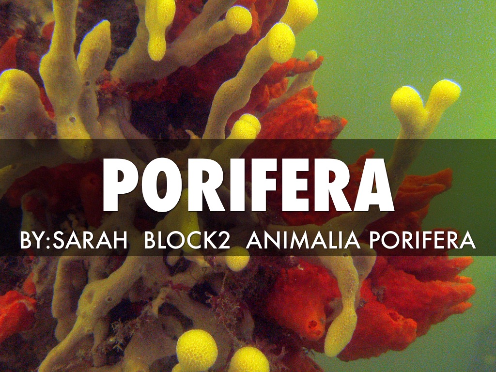 Porifera 