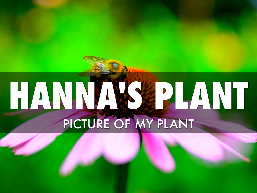 Hanna's Plant by student