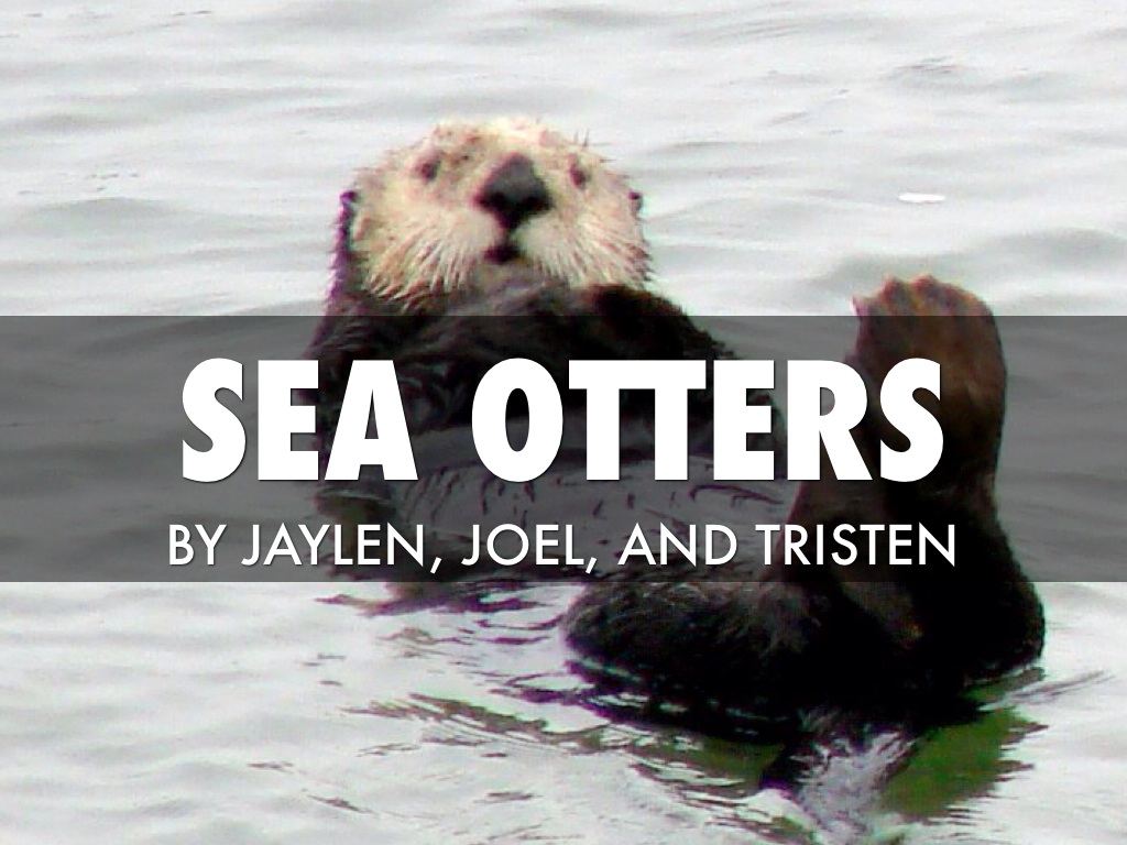 Sea Otters