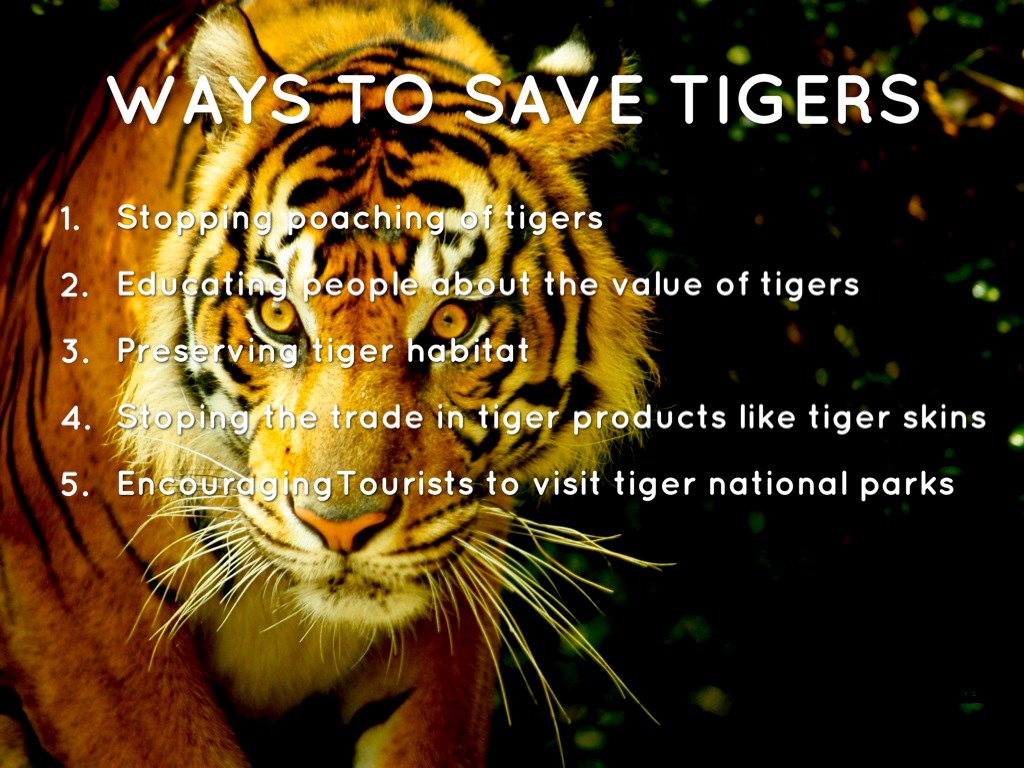 How Can We Save The Tigers by clandazabal