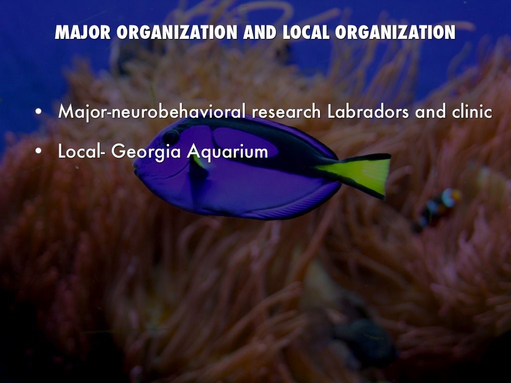 Aquarium therapy by Lyla Simpson