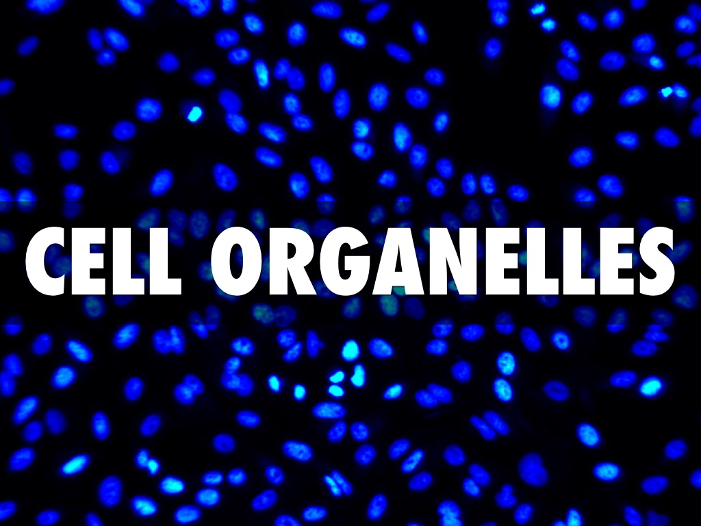 Cell Organelles