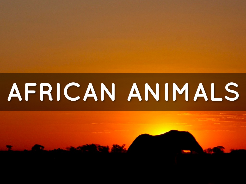 African Animals