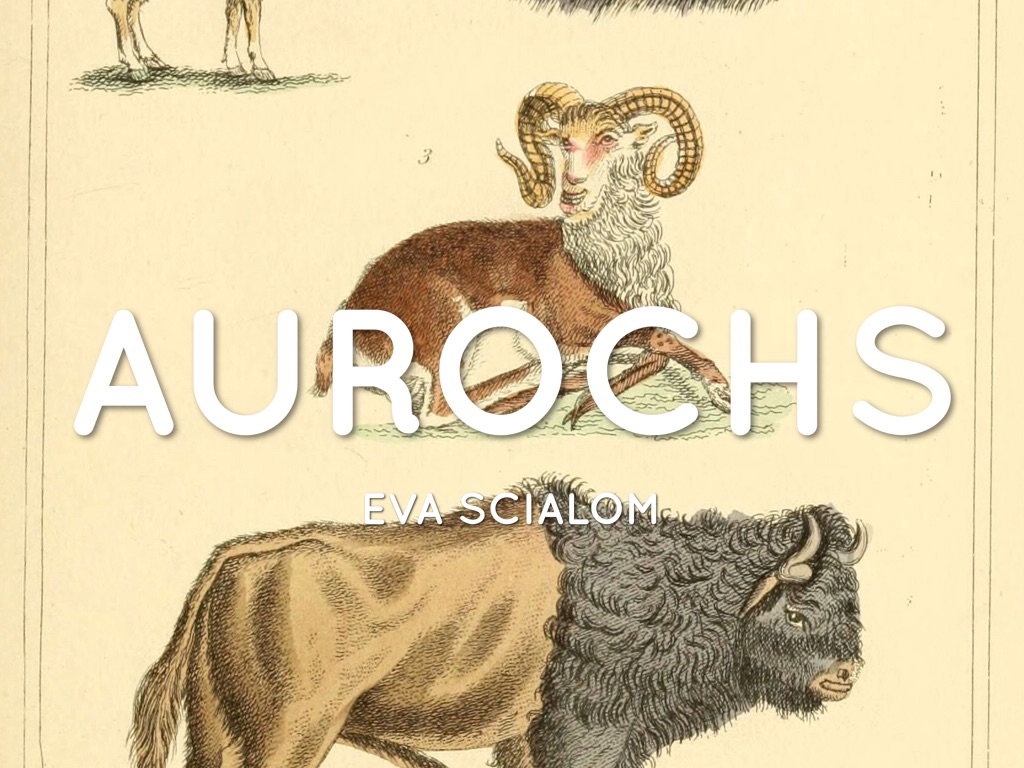 Aurochs-Eva Scialom