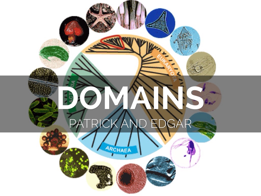 Level Of Classification And Domains