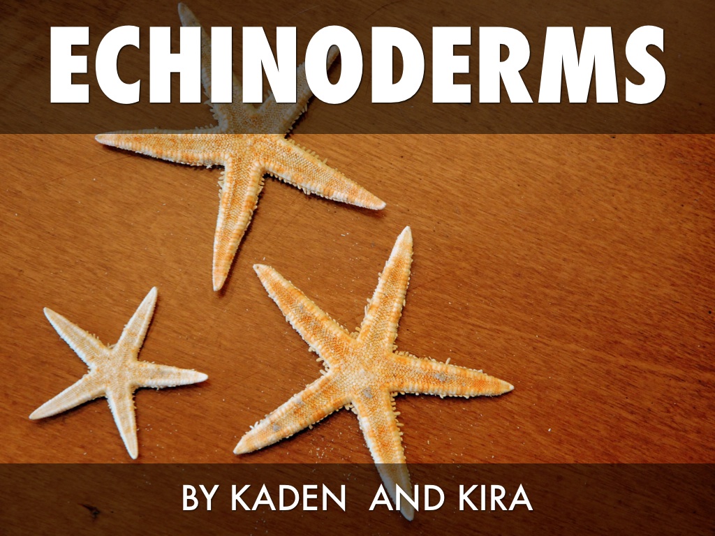 Echinoderms