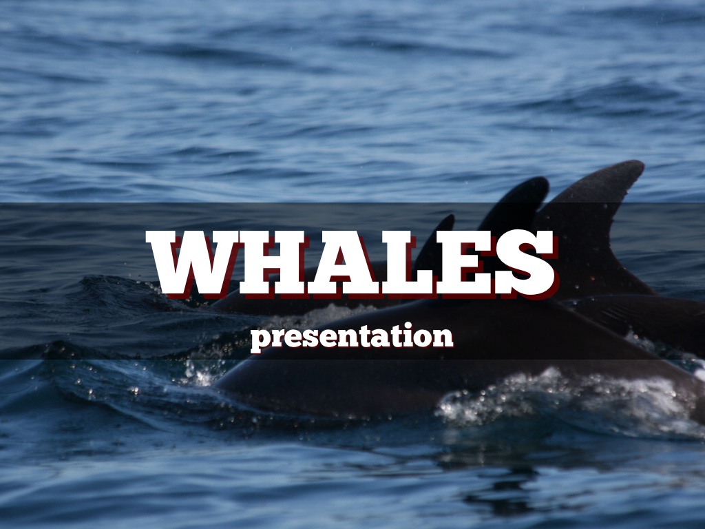Whales