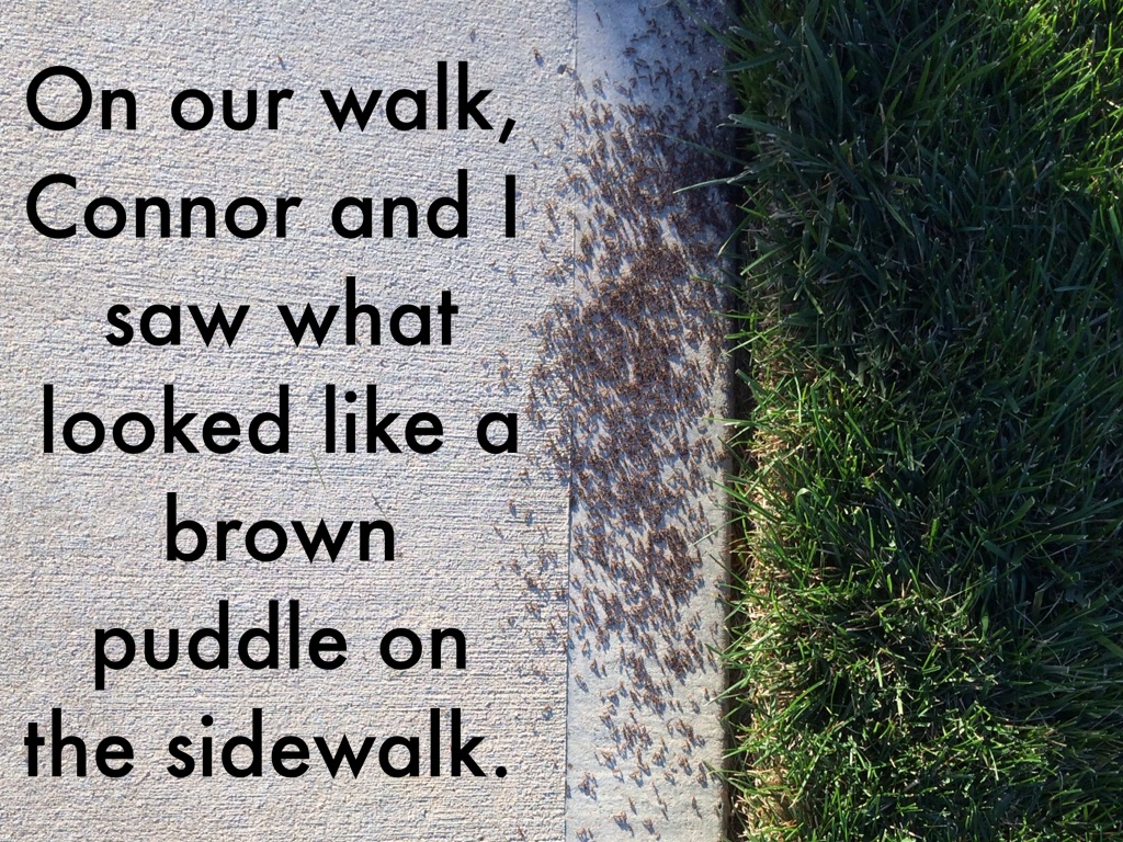 Why Are There So Many Ants??? by Lindsay Jackson