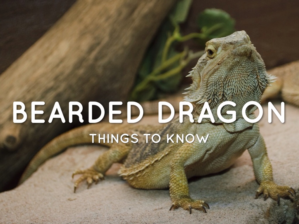 Bearded Dragon