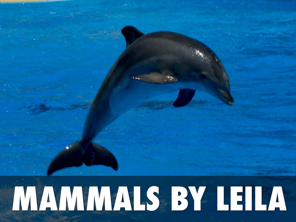 Mammals By Leilani