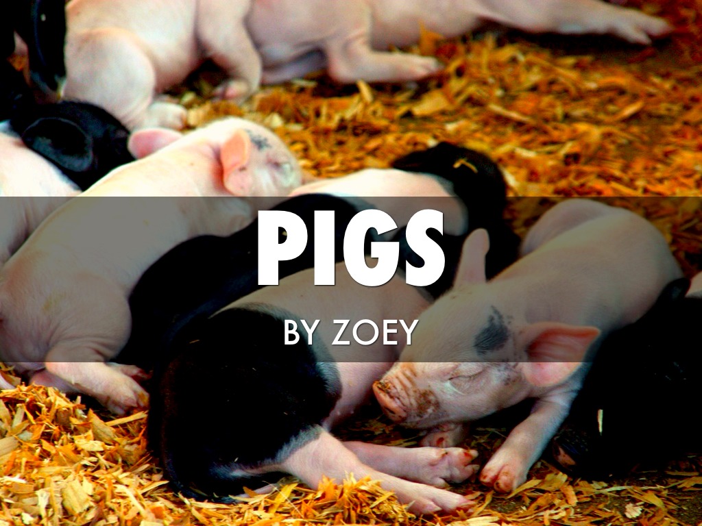 Pigs