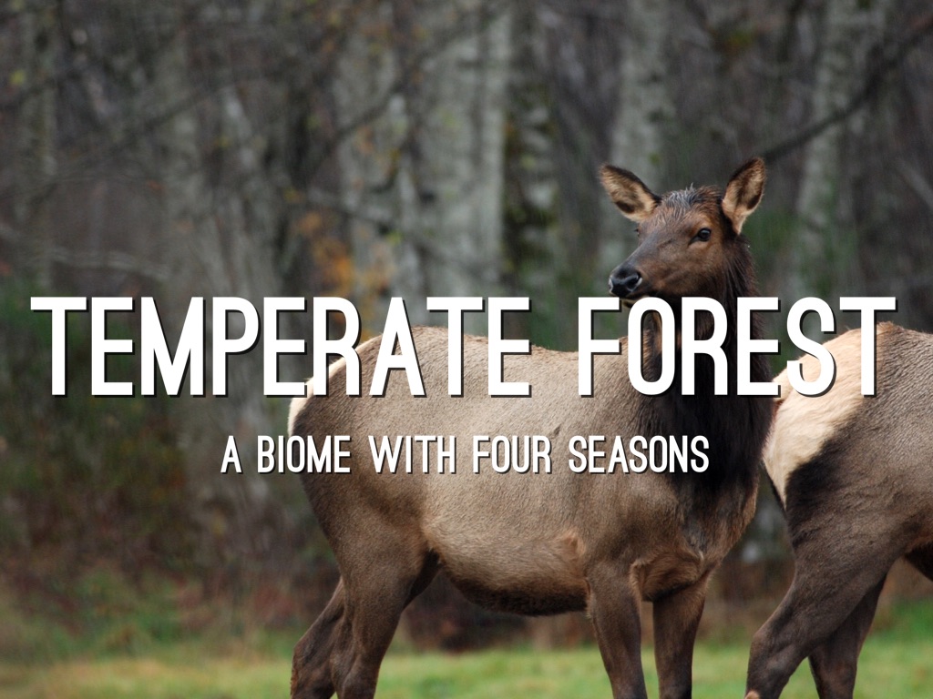 Copy of Temperate Forest 