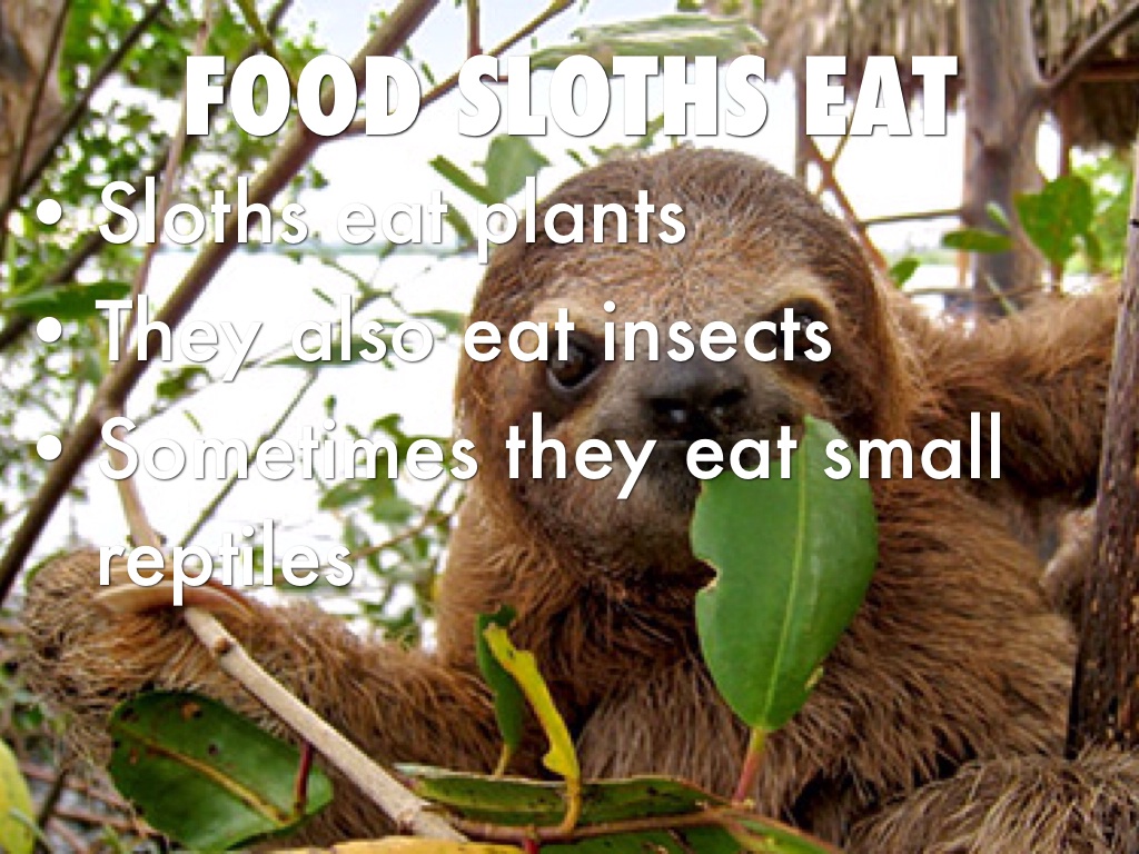 Sloths by Daniel Reyes