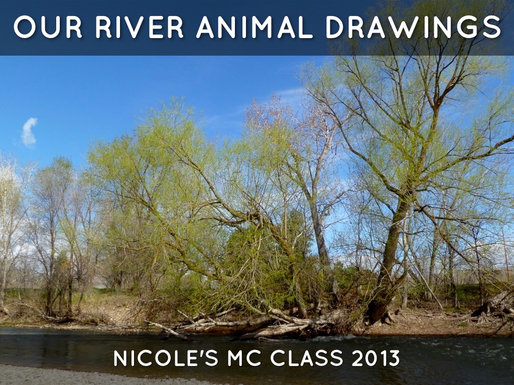 Our River Animal Illustrations