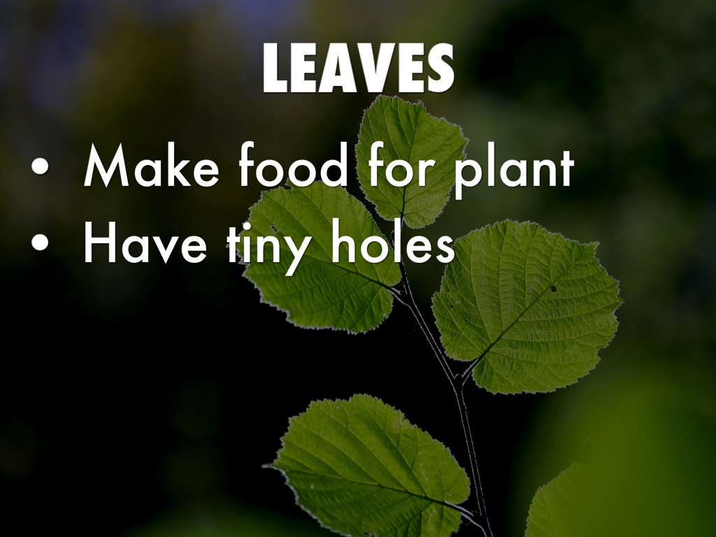 Plants by Margaret Tarski