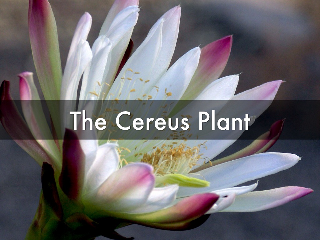 Cereus Flower 