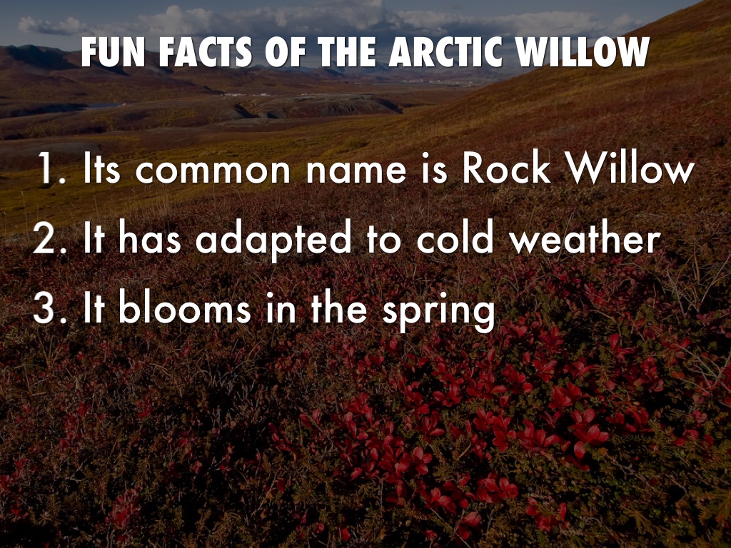 Arctic by Michalea VarvaroVetere