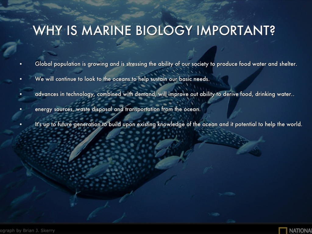 essays about marine biology