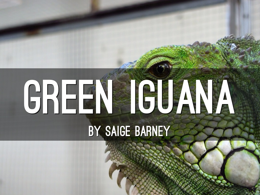 Creature Future Green Iguana SB