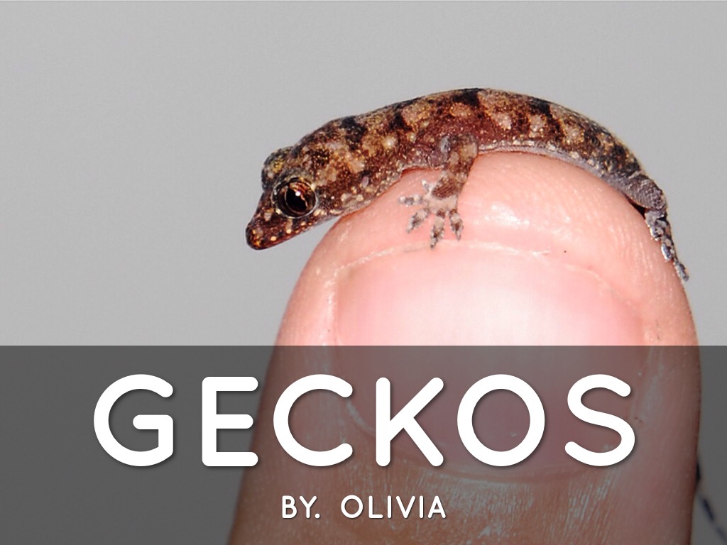 Geckos