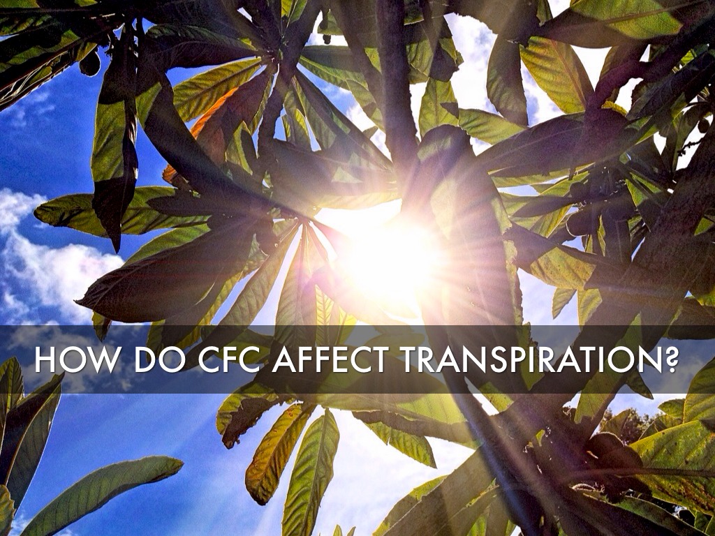 Transpiration Project