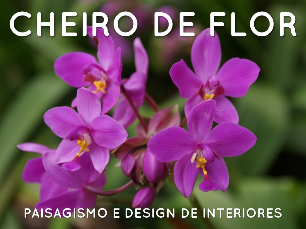 Cheiro De Flor
