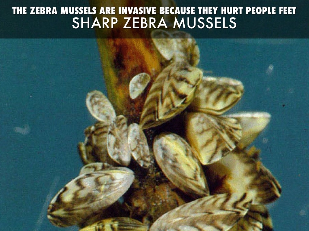 a description of the invasion of the zebra mussels These invasive, fingernail-sized zebra mussel control zebra_mussel only a day or two are less likely to transport adult zebra mussels microscopic zebra. a description of the invasion of the zebra mussels These invasive, fingernail-sized zebra mussel control zebra_mussel only a day or two are less likely to transport adult zebra mussels microscopic zebra.