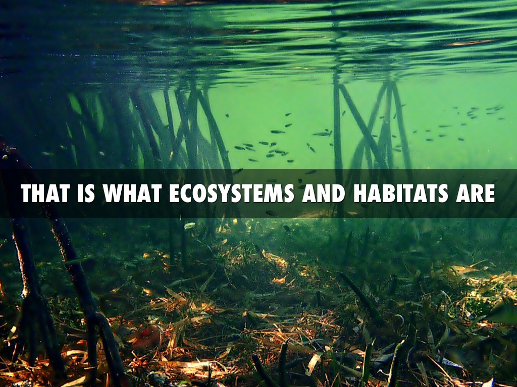 Ecosystems And Habitats by David Brock