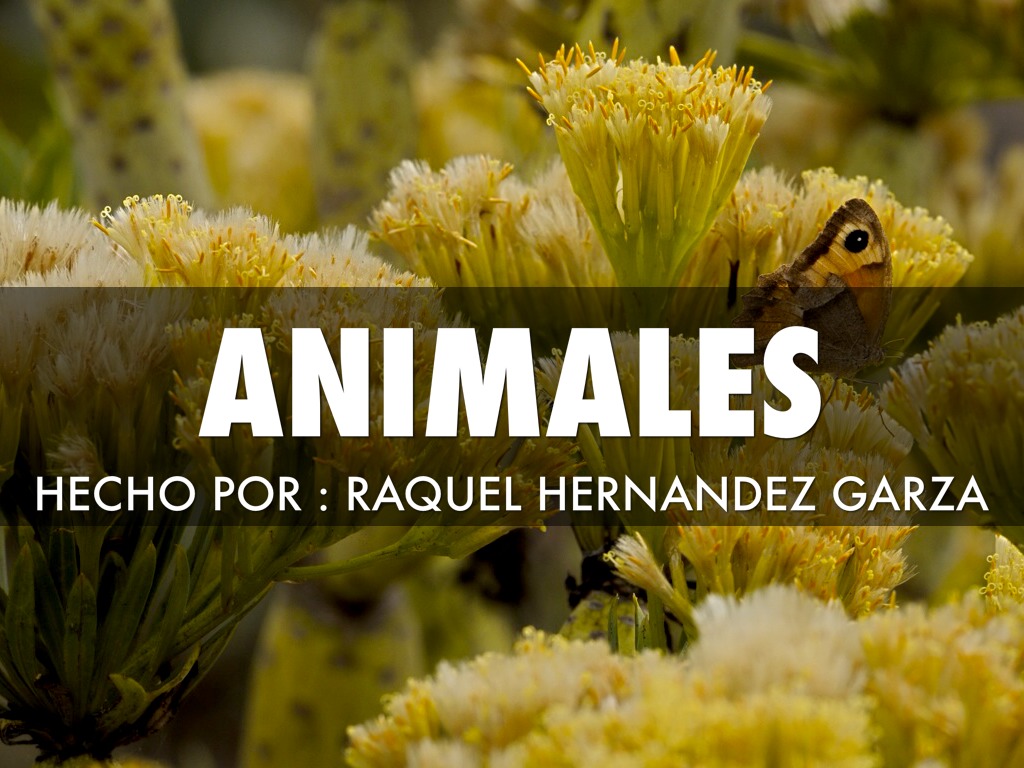 Animales