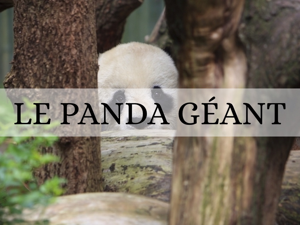 Le Panda Géant