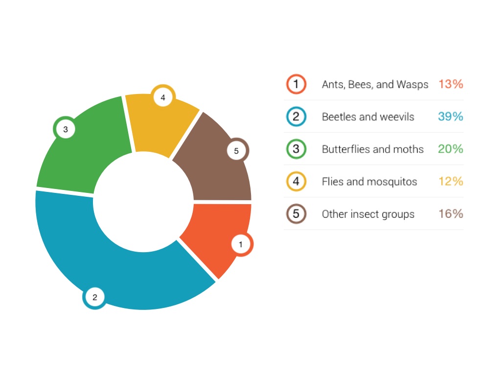 Insect Anatomy and Diversity 