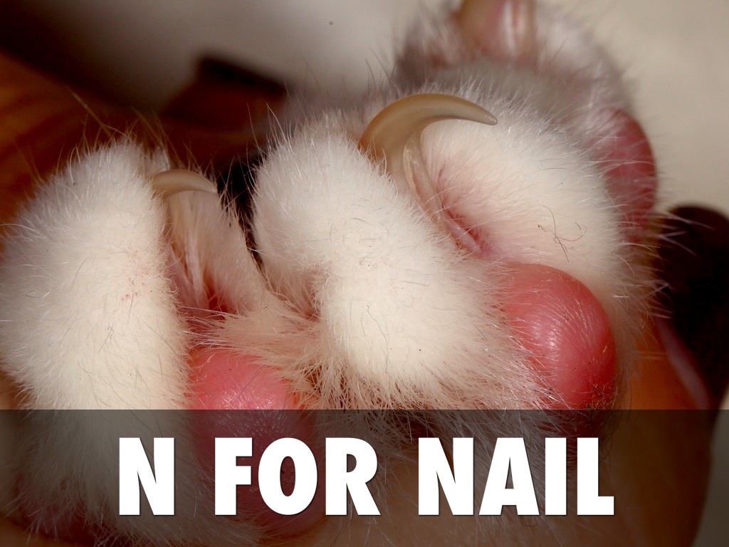 N For Nail