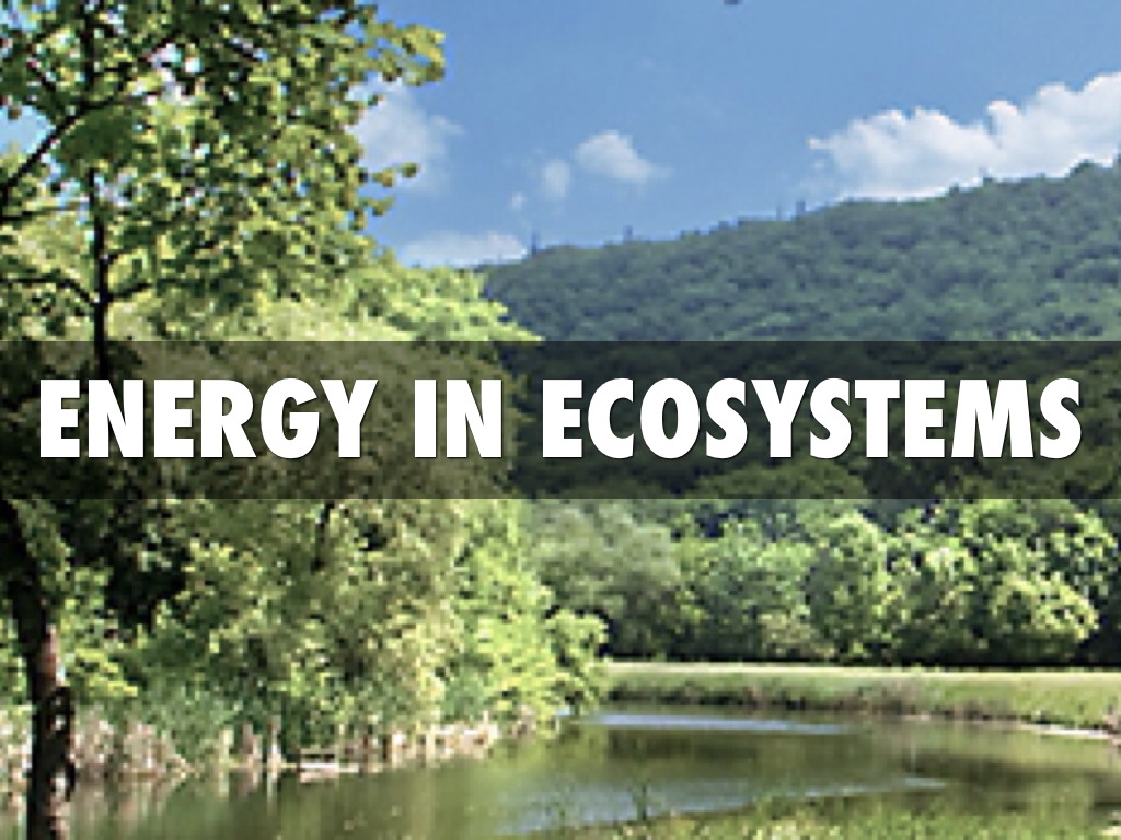 Energy In Ecosystems