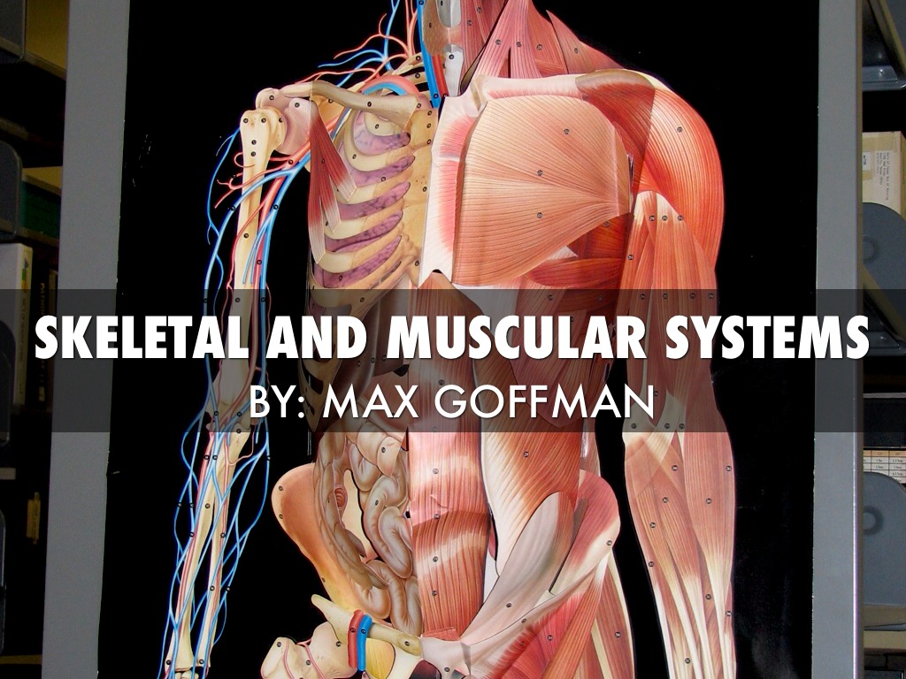 Skeletal and Muscular Systems