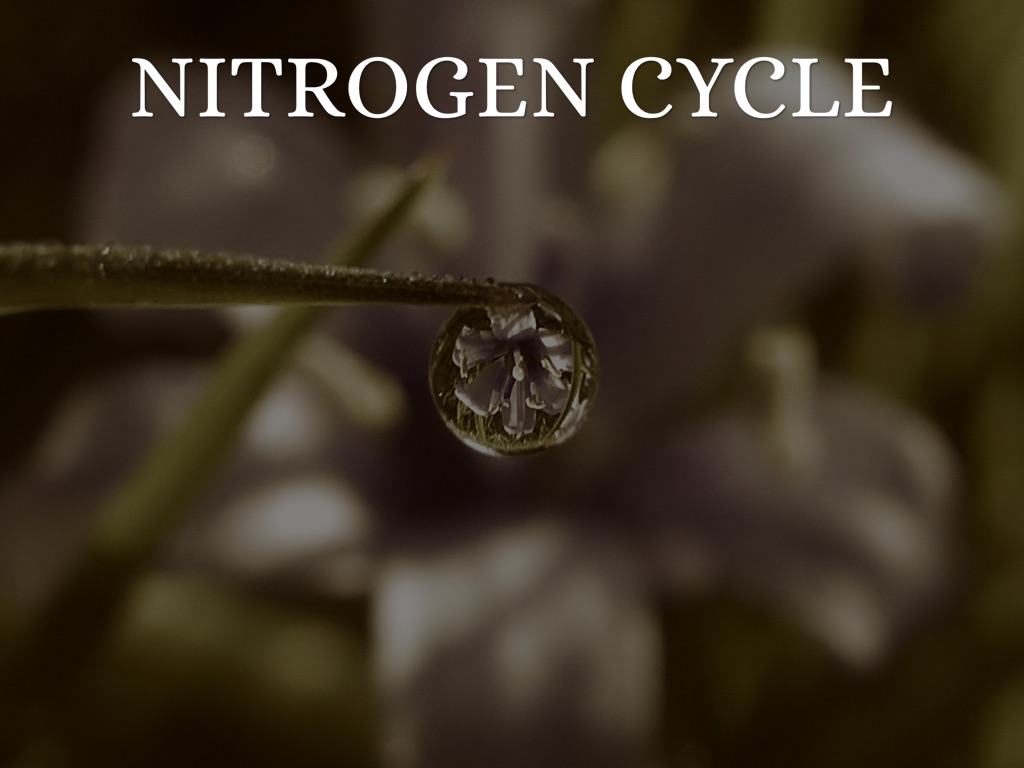Nitrogen Cycle