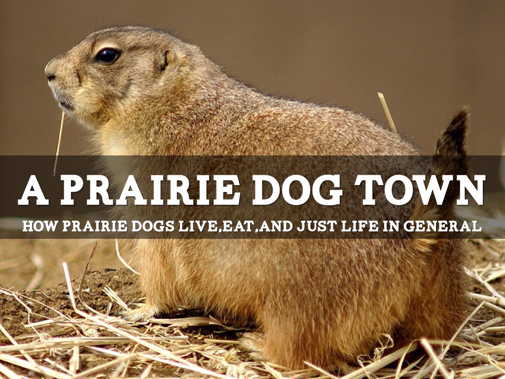 Dillon's Prairie Dog Presentation